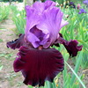 Italian Velvet, Keppel, 2006
