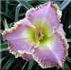 Lavender Heartthrob, Stamile, 2003