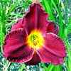 Imperial Impression, Salter, 1991